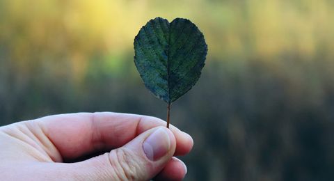 Hand mit Herz Blatt