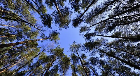 Waldhimmel